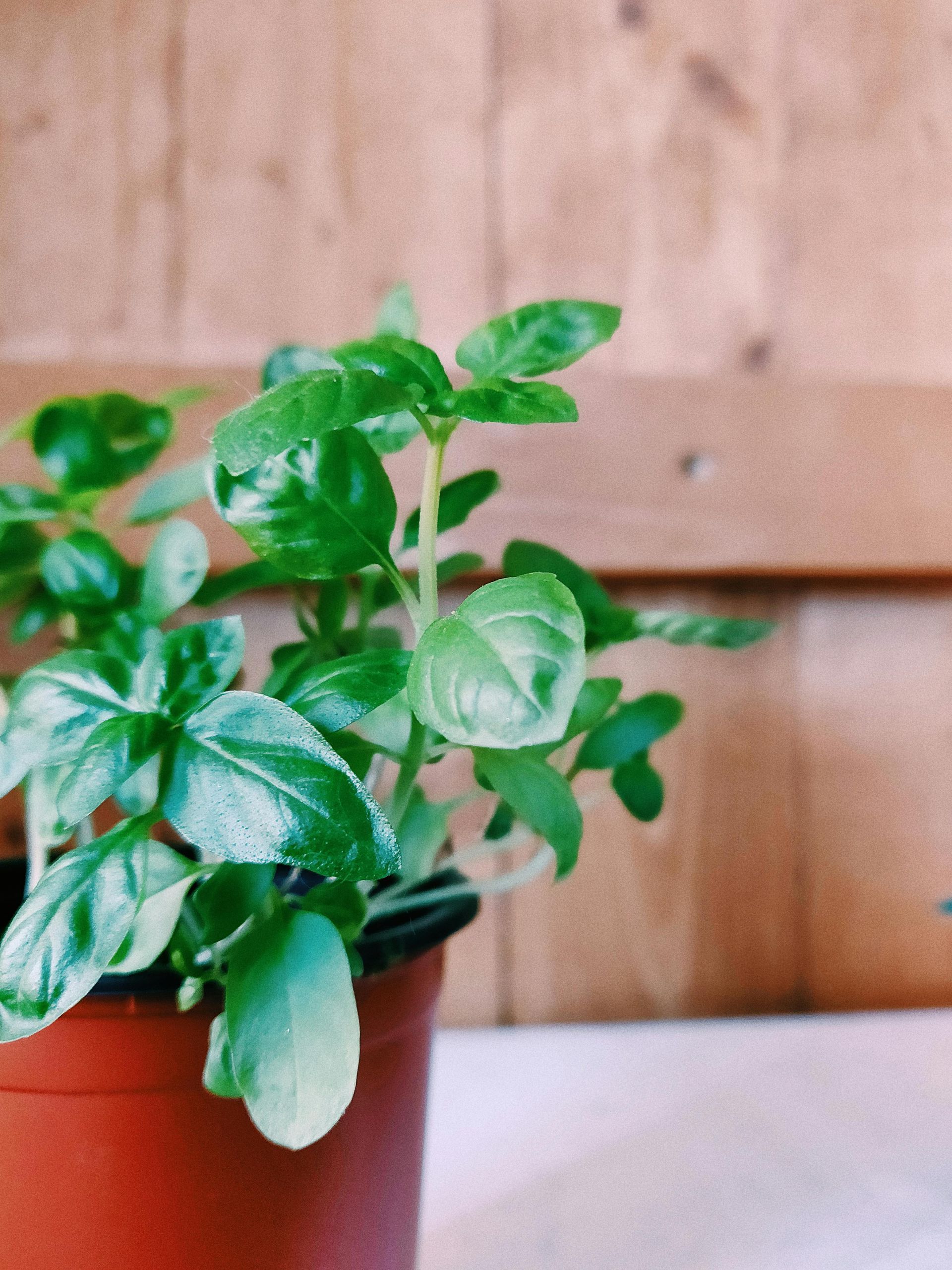 Basil plant in a brown pot, with green leaves, against a wooden background.