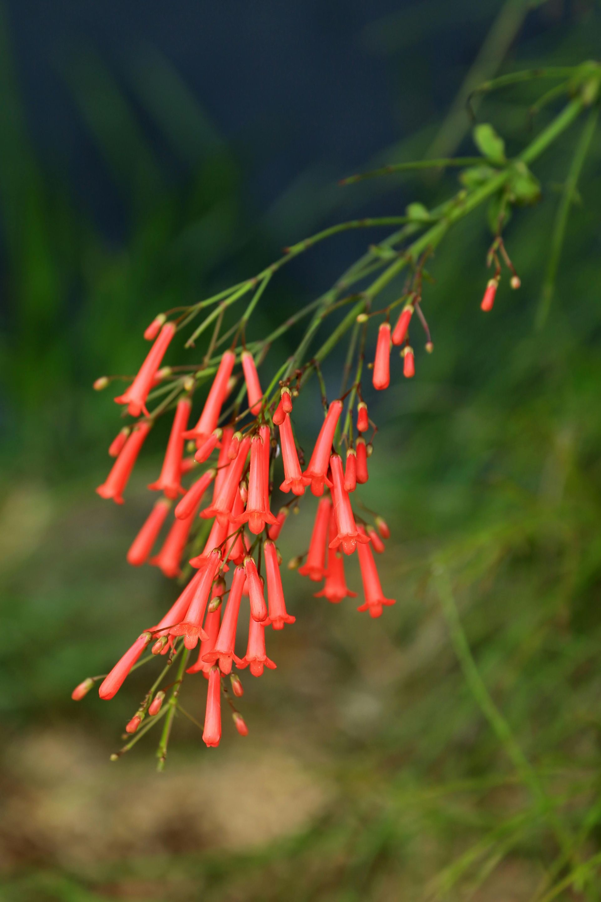 Red, tubular flowers clustered on thin, green stems against a blurred green background.