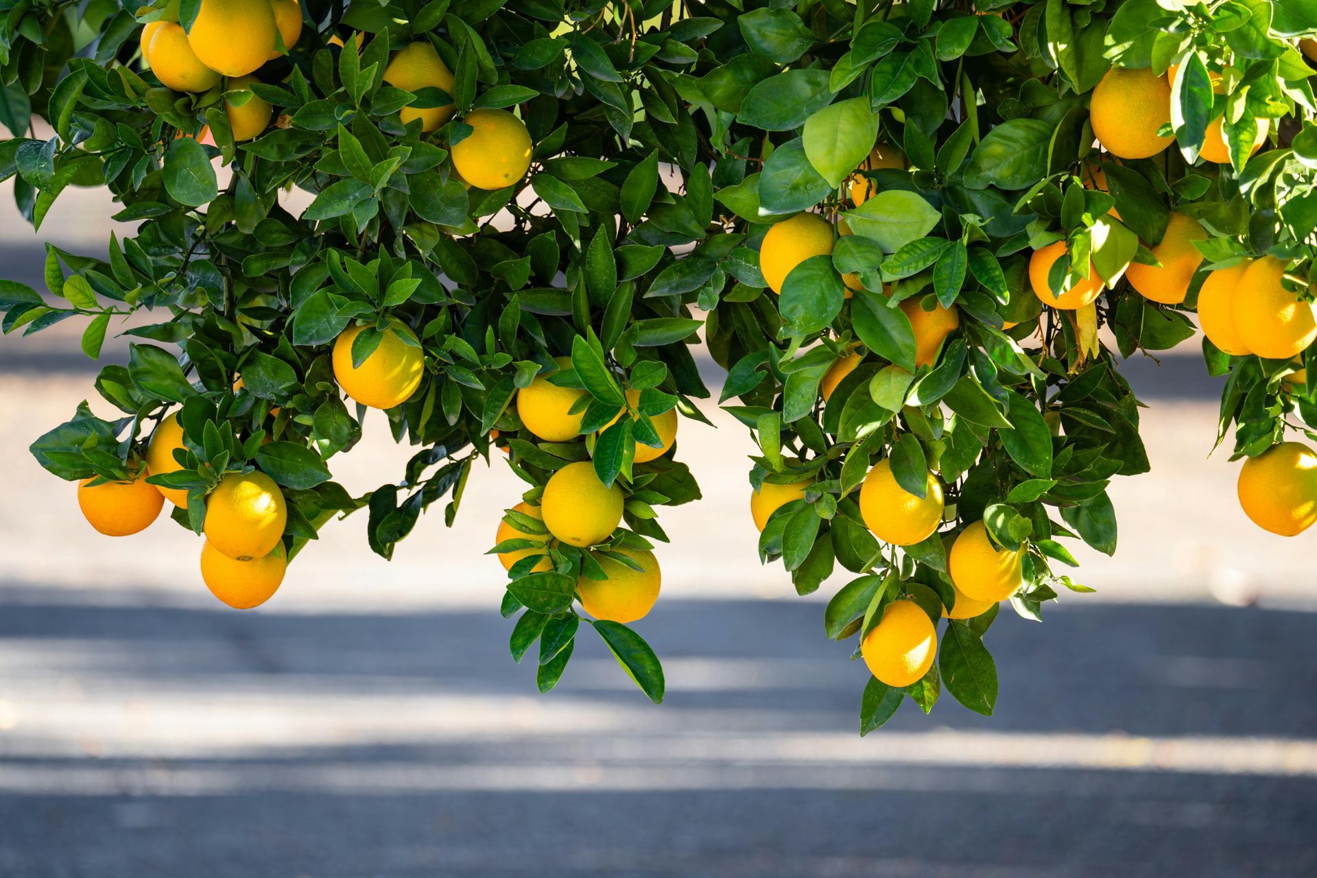 Close‑up of ripe Meyer lemons growing on a backyard tree in Lafayette, Louisiana.
