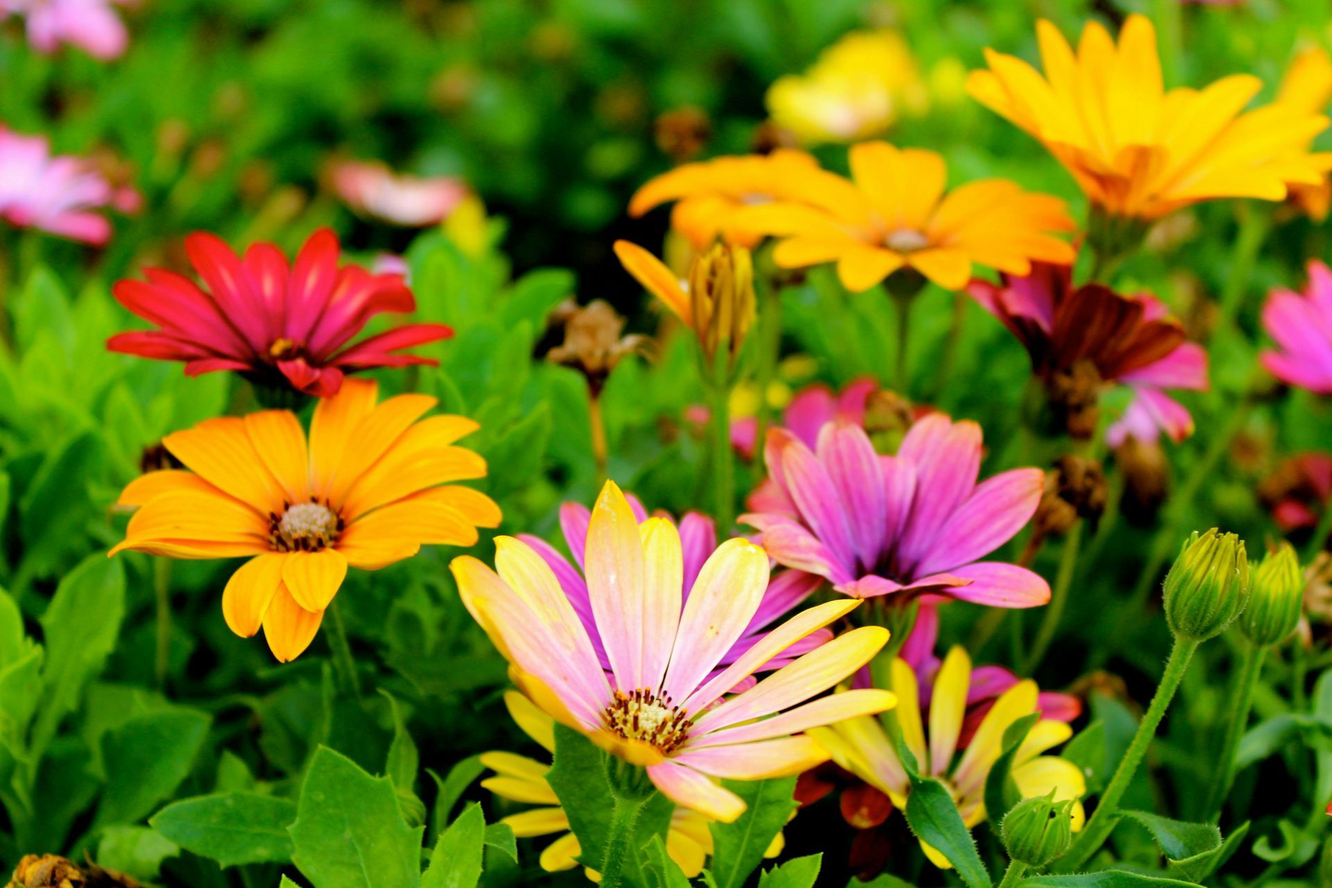 Colorful osteospermum flowers in a garden bed; pink, yellow, orange, and red petals with green foliage.