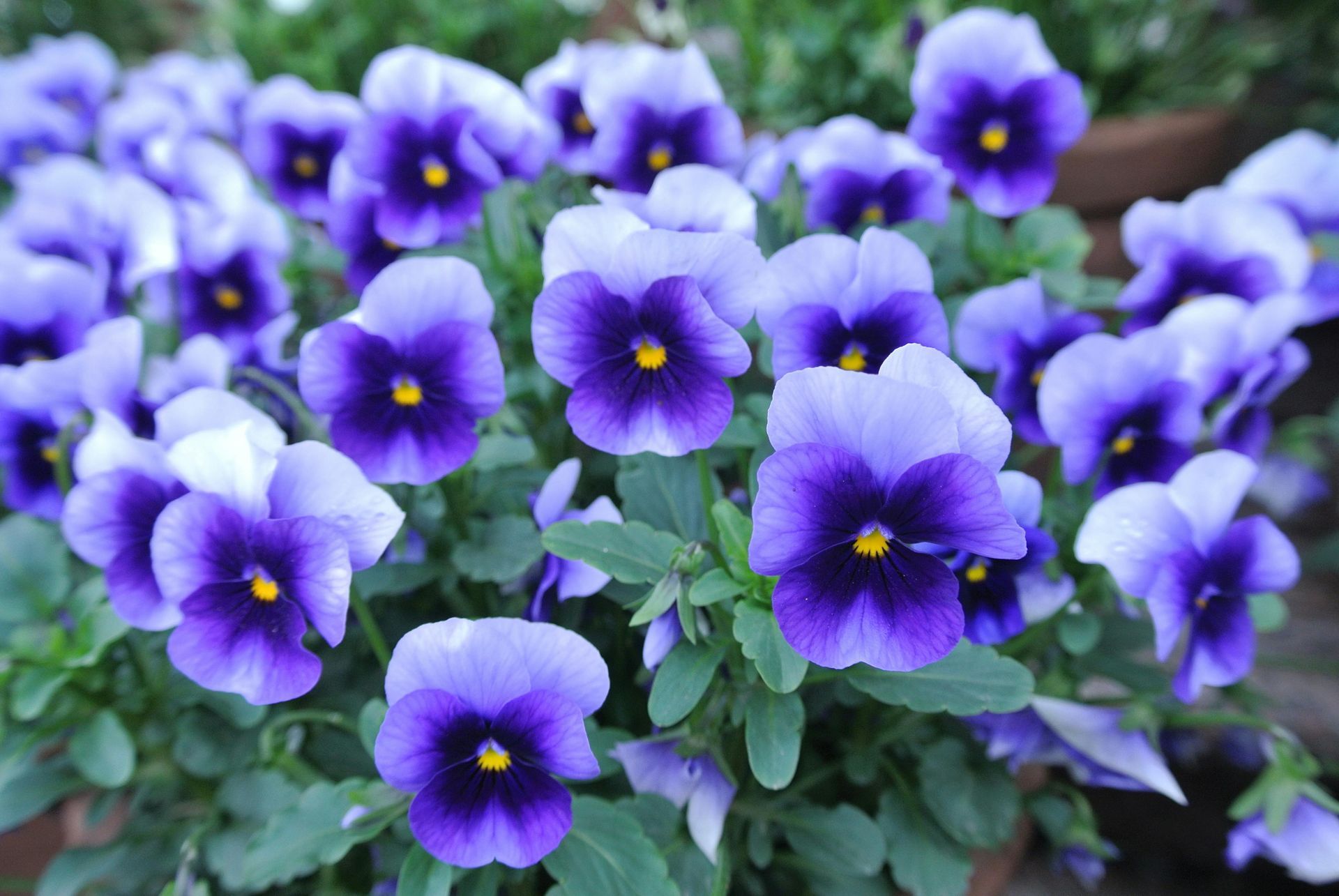 Close-up of vibrant purple pansies with yellow centers, lush green foliage.