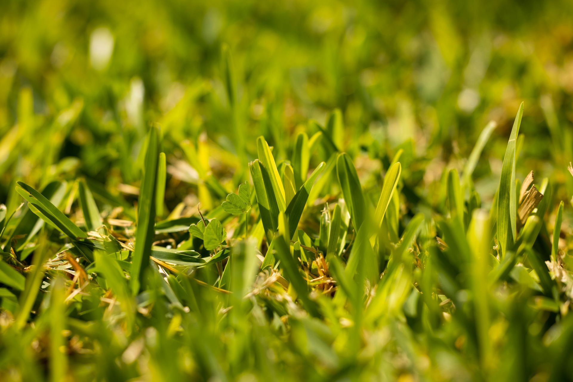 Yellowing St. Augustine grass in a Lafayette, LA lawn showing early signs of stress.
