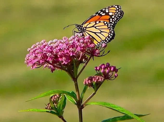 Swamp Milkweed (Asclepias incarnata) blooming in a Louisiana native garden, with tall green stems and clusters of pink flowers attracting Monarch butterflies.