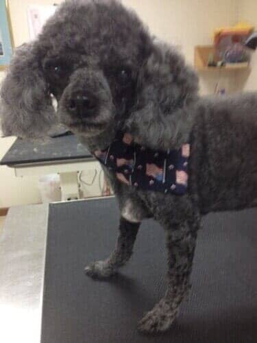 Dog Grooming Salon — Black dog with Black Scarf in Bloomington, IL