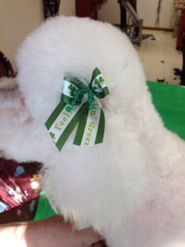 Dog Grooming Salon — White Dog with Green Ribbon in Bloomington, IL