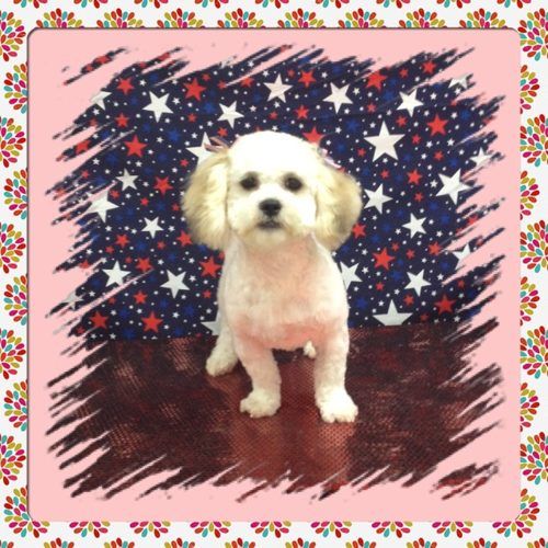 Dog Grooming Salon — Puppy in a Pink Frame in Bloomington, IL