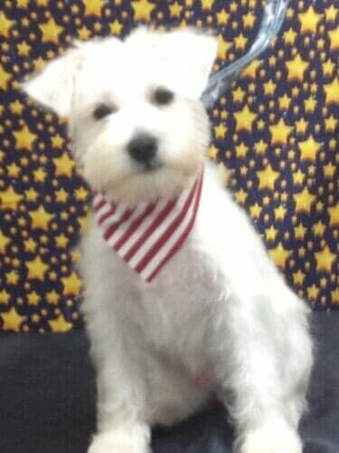 Dog Grooming Salon — White Dog with Striped Colored Scarf in Bloomington, IL