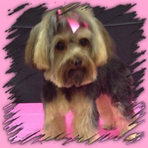 Dog Grooming Salon — Brown Dog in a Pink Frame in Bloomington, IL