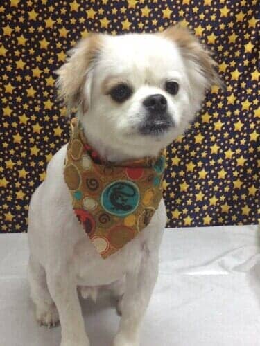 Dog Grooming Salon — White Dog with Brown Scarf in Bloomington, IL