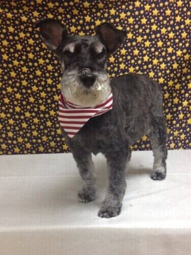 Dog Grooming Salon — Dog with Striped Scarf in Bloomington, IL
