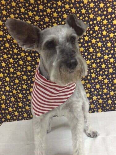 Dog Grooming Salon — Dog with White and Red Stripes Scarf in Bloomington, IL