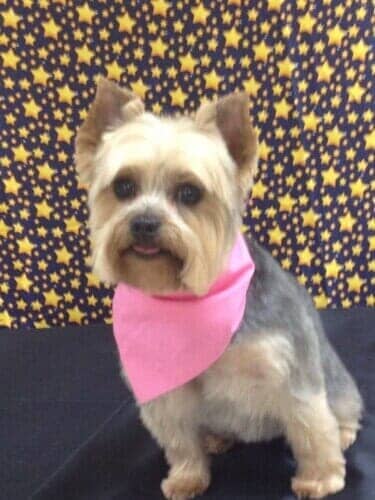 Dog Grooming Salon — Brown and Black Dog with Pink Scarf in Bloomington, IL