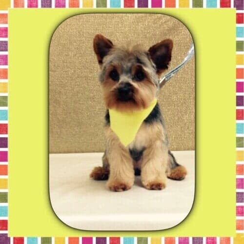 Dog Grooming Salon — Dog with Yellow Scarf and Yellow Frame in Bloomington, IL