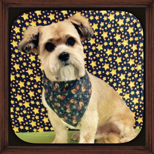 Dog Grooming Salon — Dog in a Frame with Scarf in Bloomington, IL