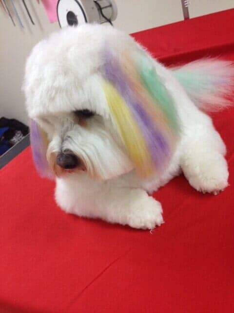 Dog Grooming Salon — Dog with Colorful Hair in Bloomington, IL