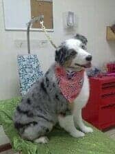 Dog Grooming Salon — White and Gray Dog Sitting in Bloomington, IL