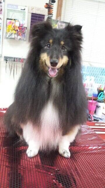 Dog Grooming Salon — Dog with Long Hair in Bloomington, IL