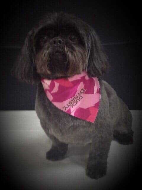 Dog Grooming Salon — Black Dog with Pink Scarf in Black Frame in Bloomington, IL