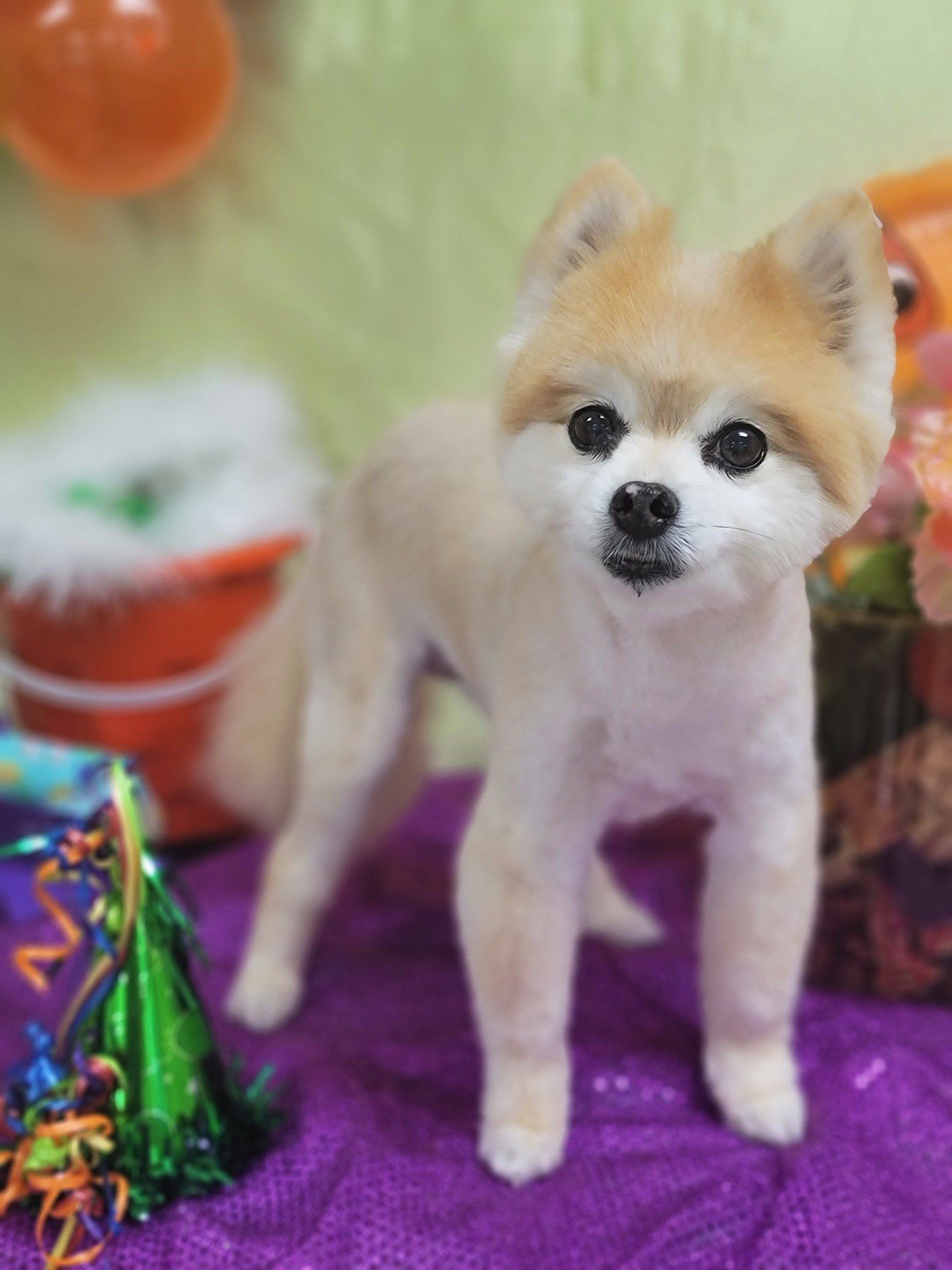 Groomers Bloomington, IL Top Dog Grooming Salon