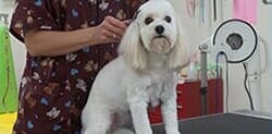 Pet Grooming Salon — White Dog in Bloomington, IL