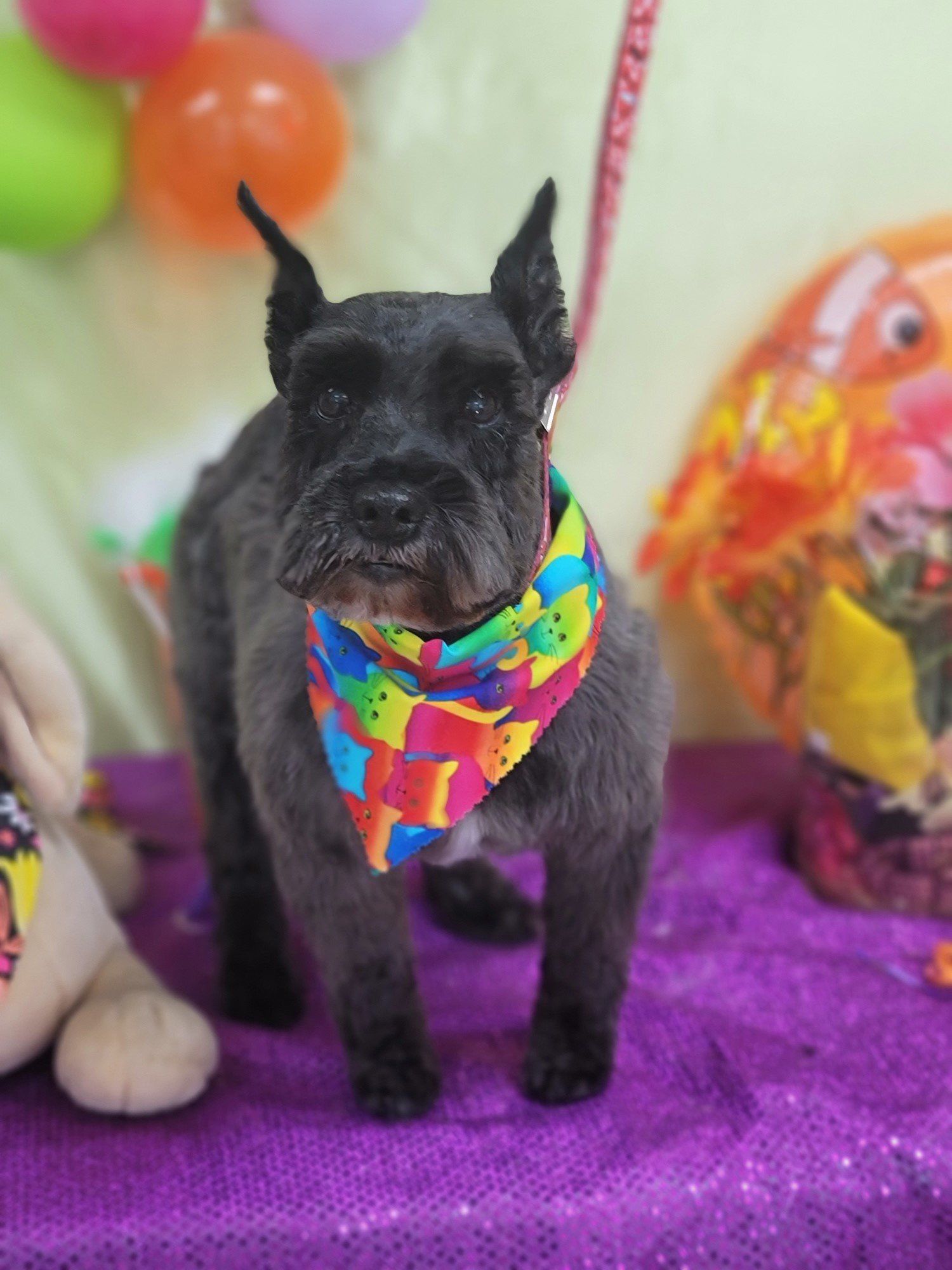 Groomers at Top Dog Grooming Salon