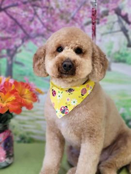 Pet Of The Month - Bloomington, IL - Top Dog Grooming Salon