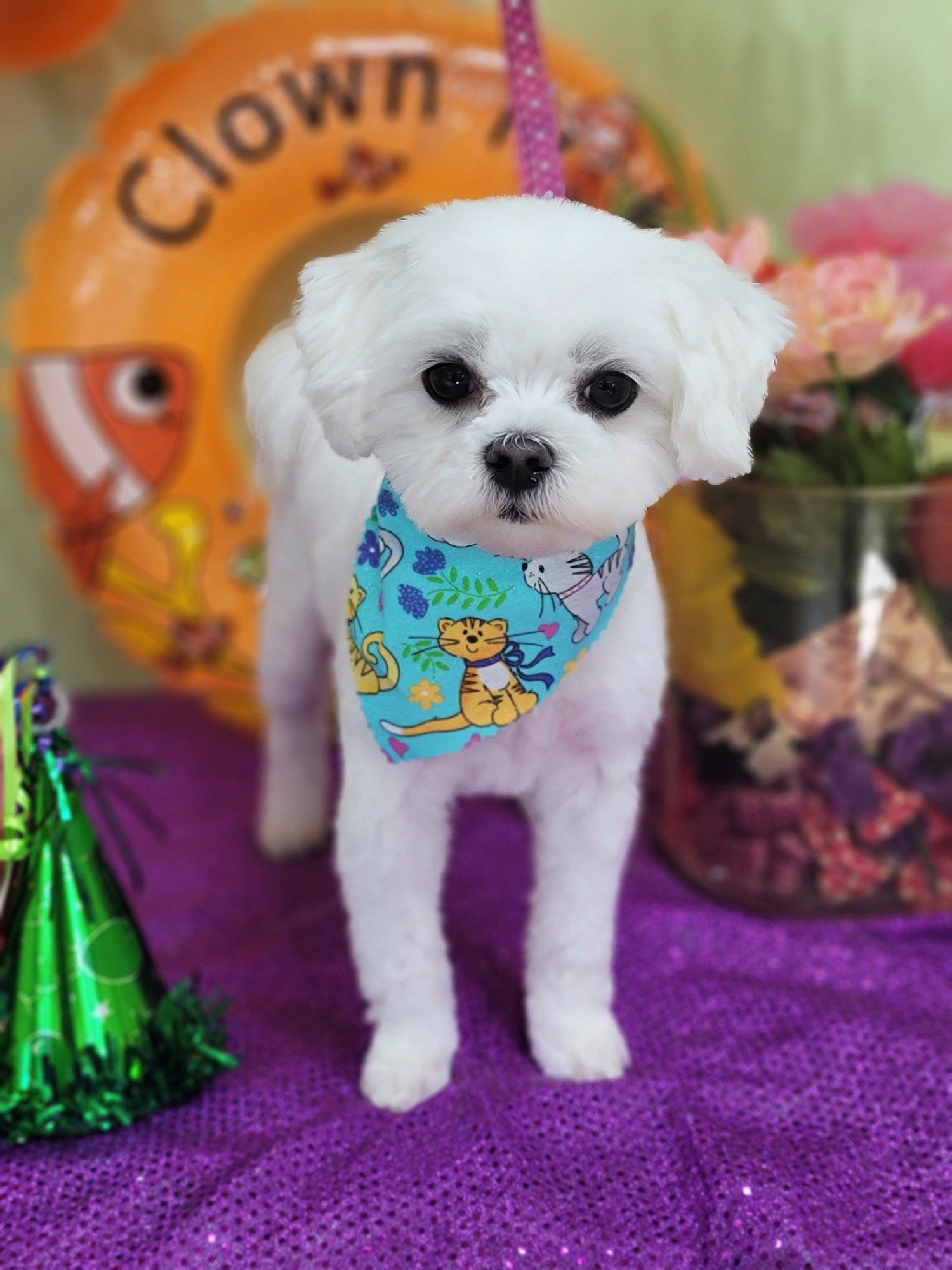 Groomers Bloomington, IL Top Dog Grooming Salon