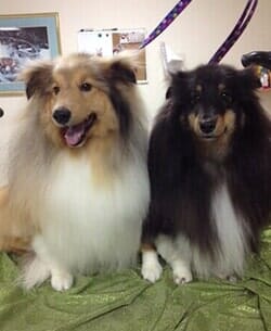 Dog Grooming Salon — Two Dogs in Bloomington, IL