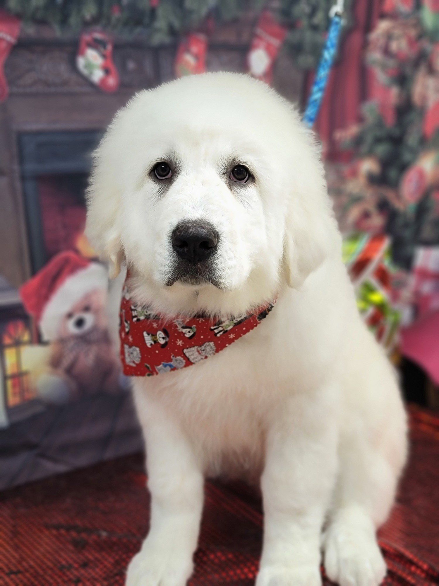 Groomers Bloomington, IL Top Dog Grooming Salon