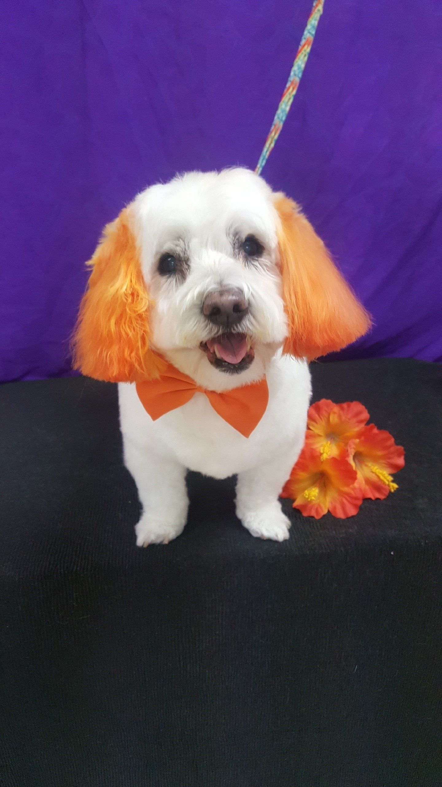 Groomers Bloomington, IL Top Dog Grooming Salon