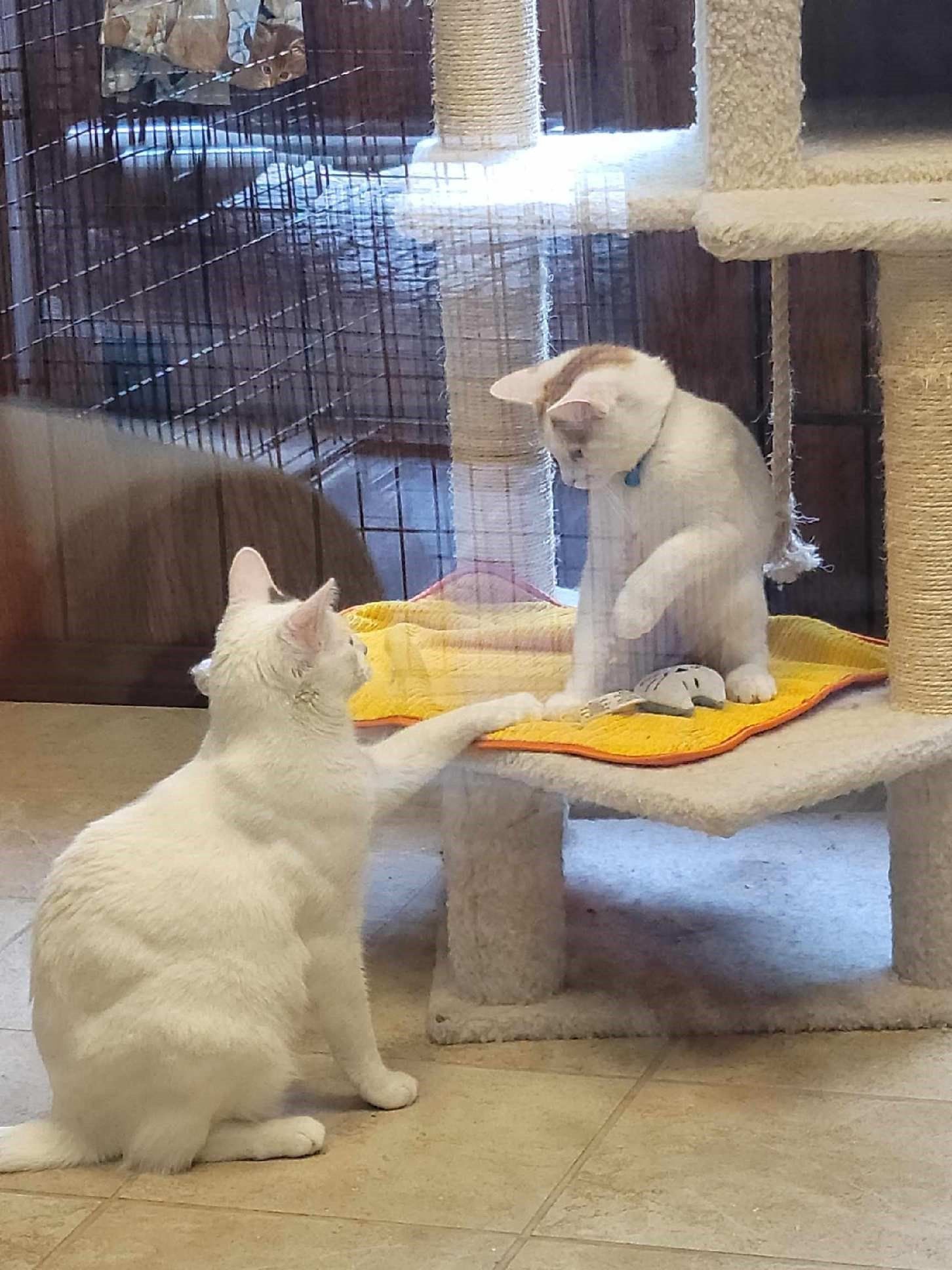 Feline Condos Bloomington, IL Top Dog Grooming Salon