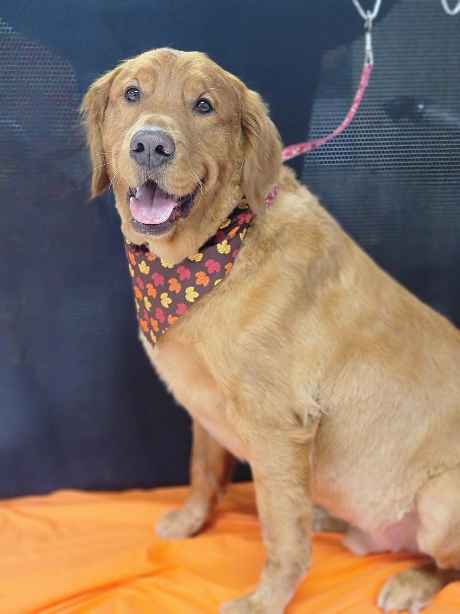 Groomers Bloomington, IL Top Dog Grooming Salon