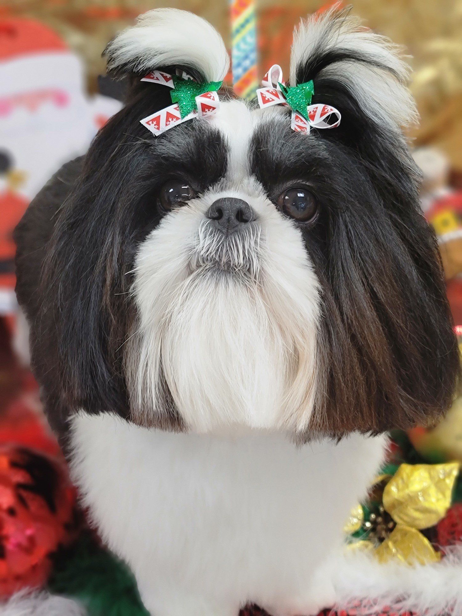 Groomers Bloomington, IL Top Dog Grooming Salon