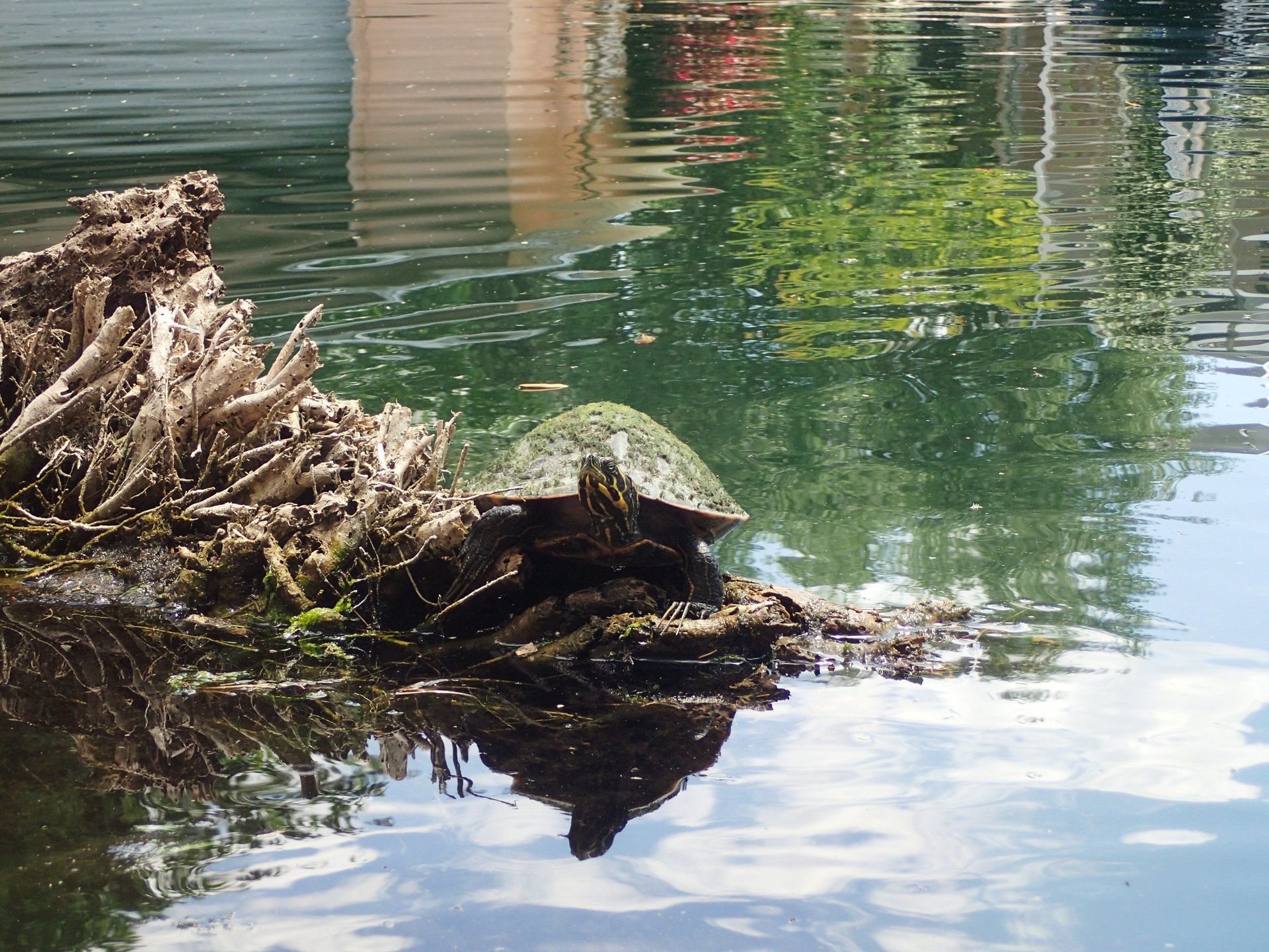 Villa Lion's Garden - Turtle at Crystal River