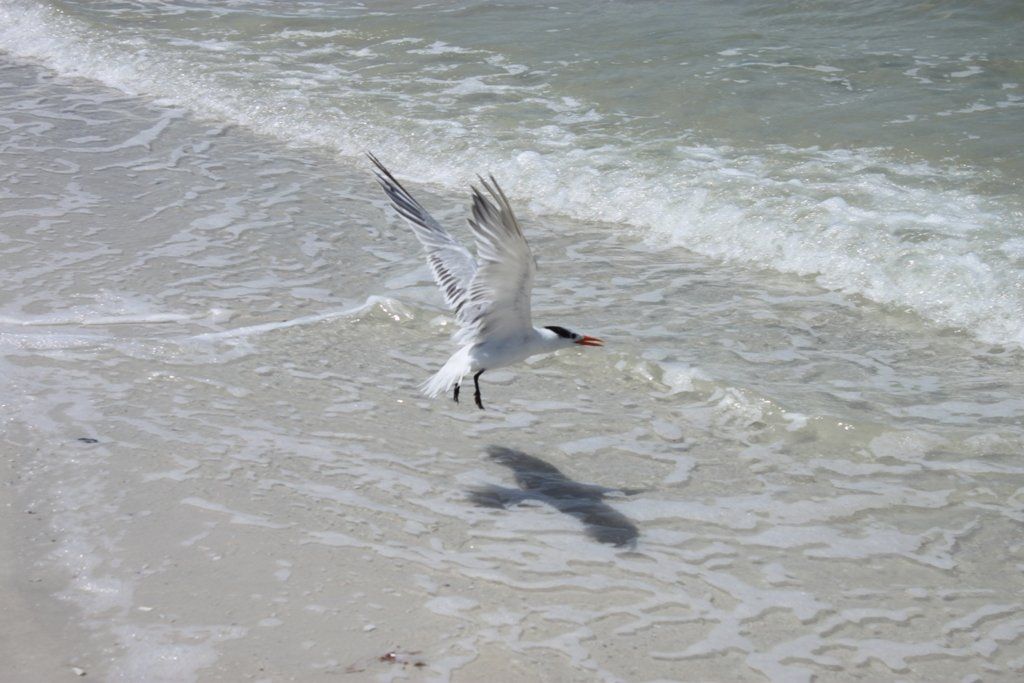 Villa Lion's Garden - Seagull at Sanibel Island