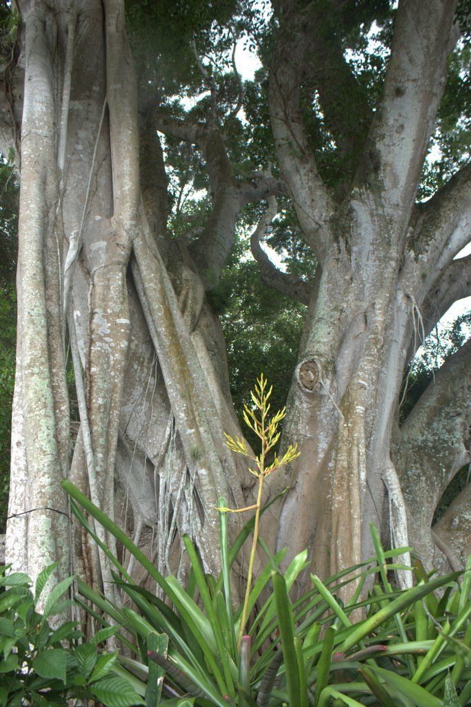 Villa Lion's Garden - Edison and Ford Winter Estate