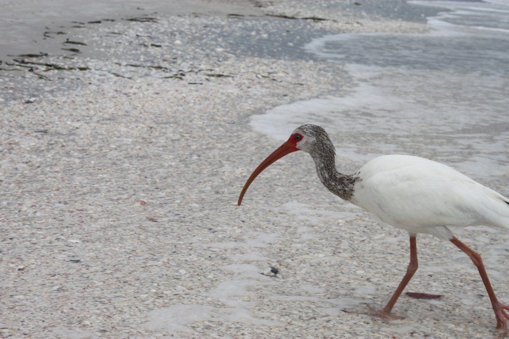 Villa Lion's Garden - Sanibel Island