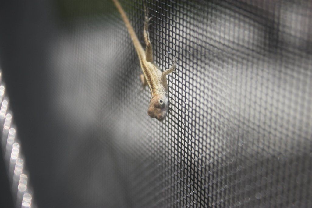Villa Lion's Garden - Gecko