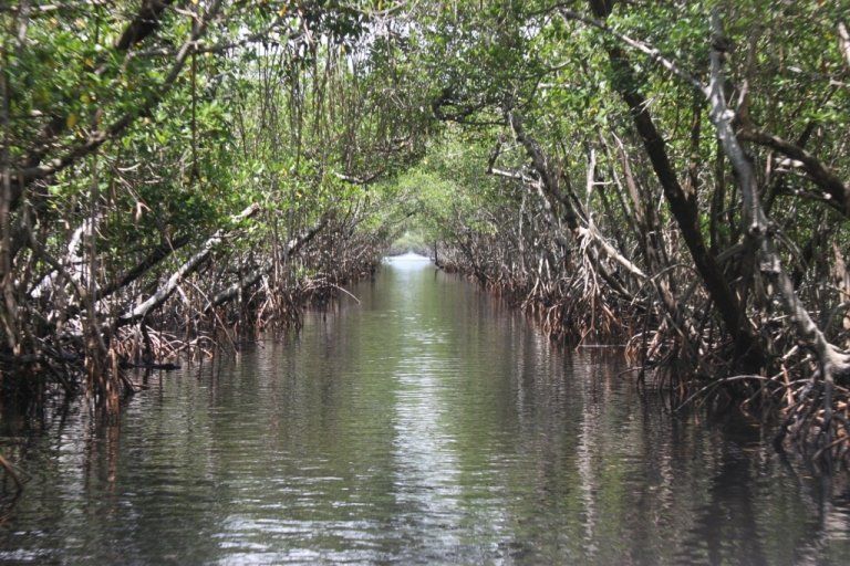 Villa Lion's Garden - Mangroves Everglades