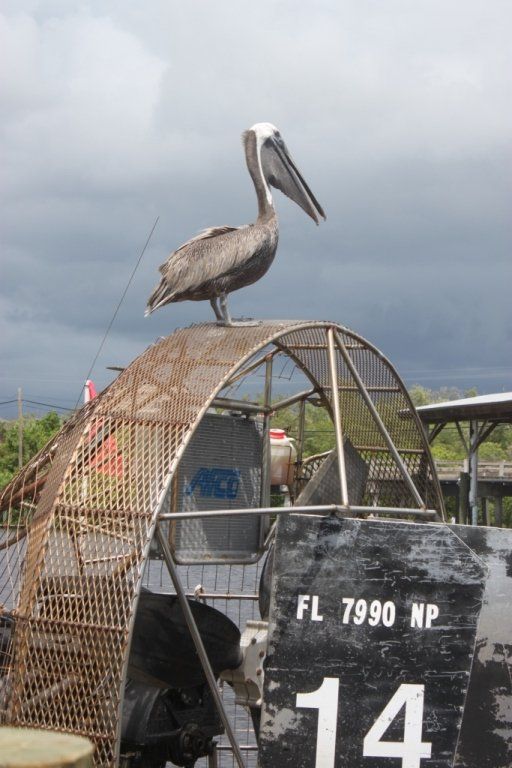 Villa Lion's Garden - Pelican on a Air Boat