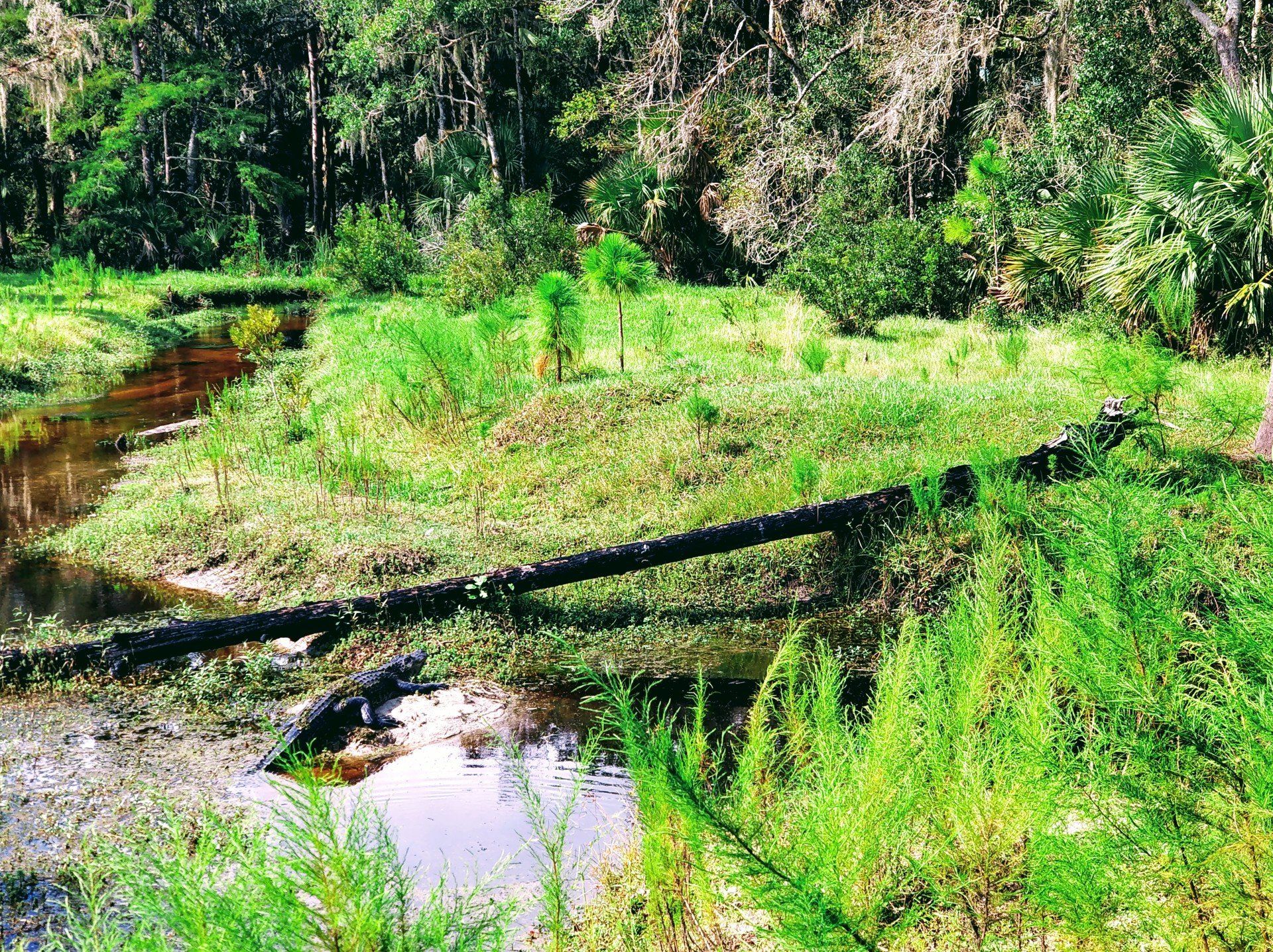 Villa Lion's Garden - Babcock Ranch Eco Tours