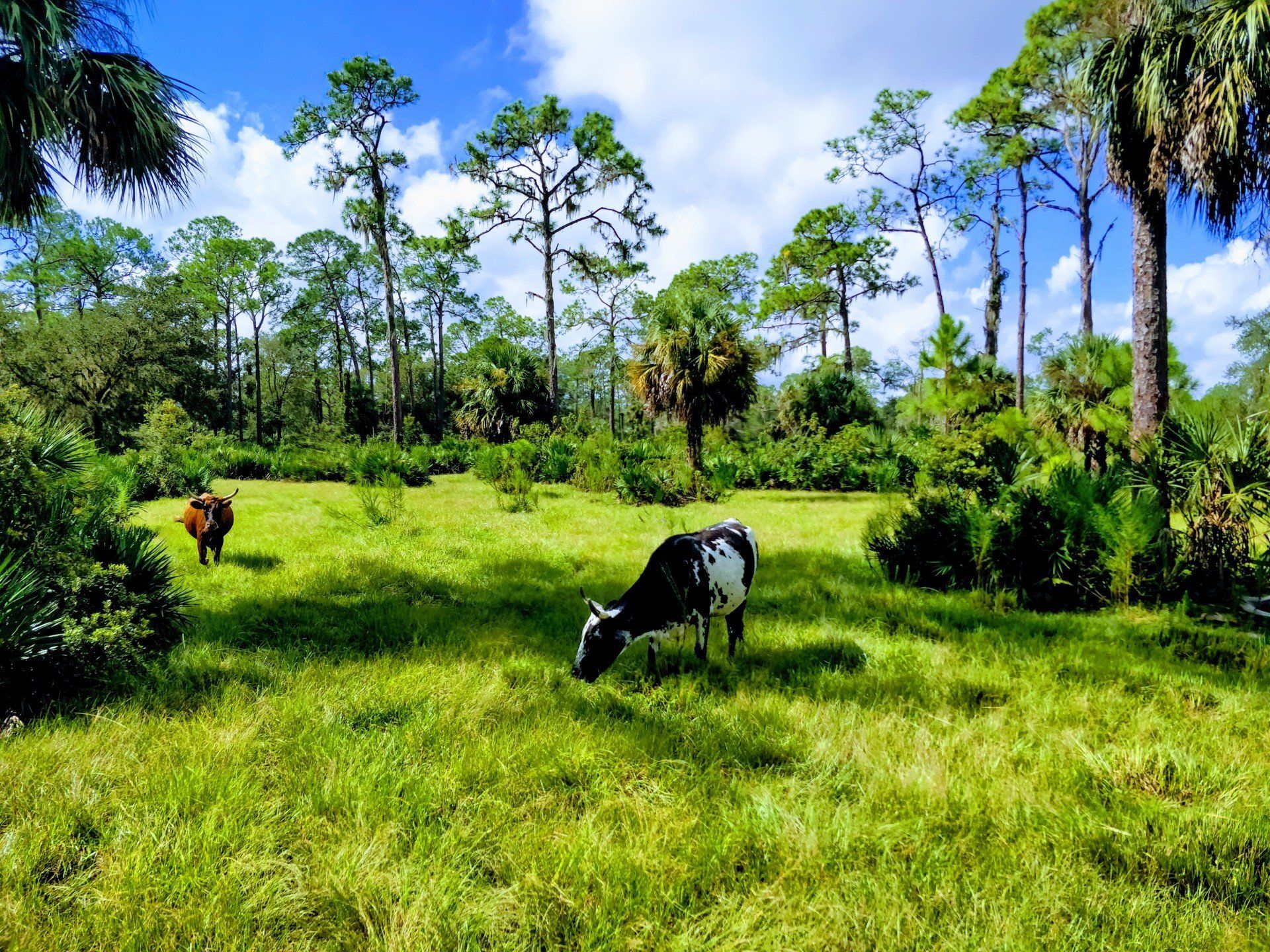 Villa Lion's Garden - Babcock Ranch Eco Tours