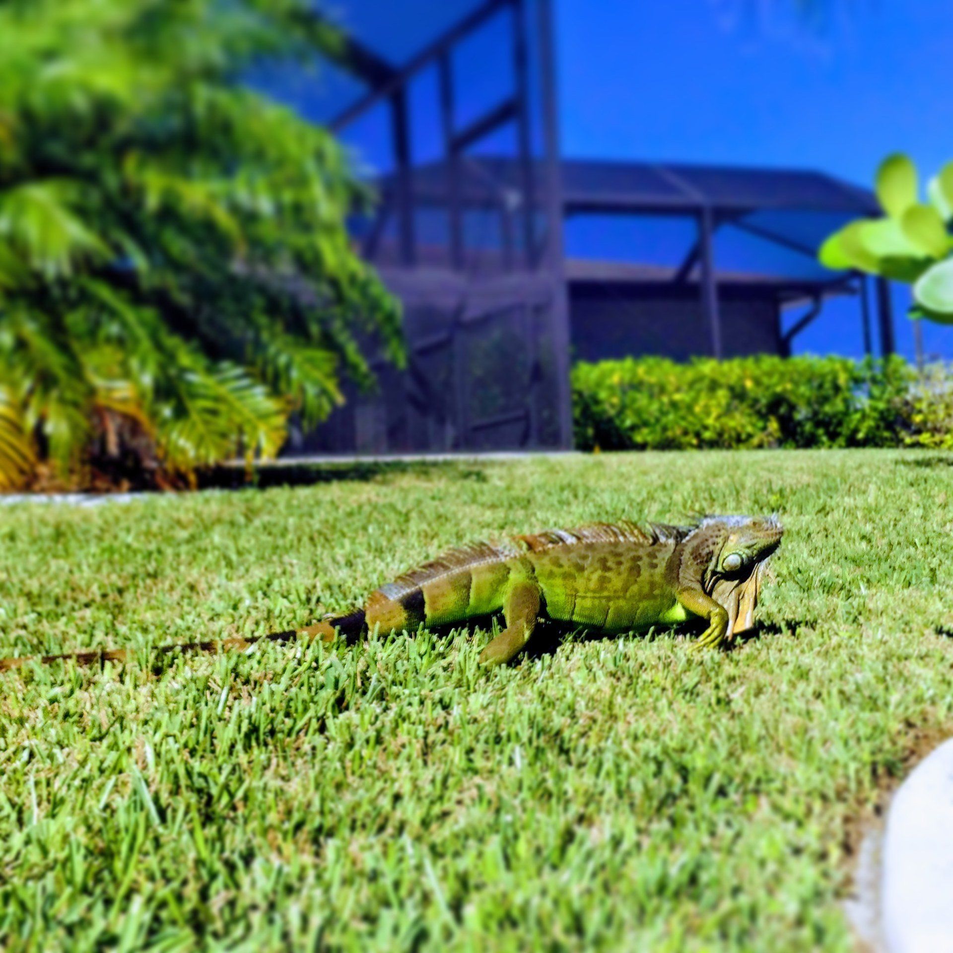 Villa Lion's Garden - Iguana