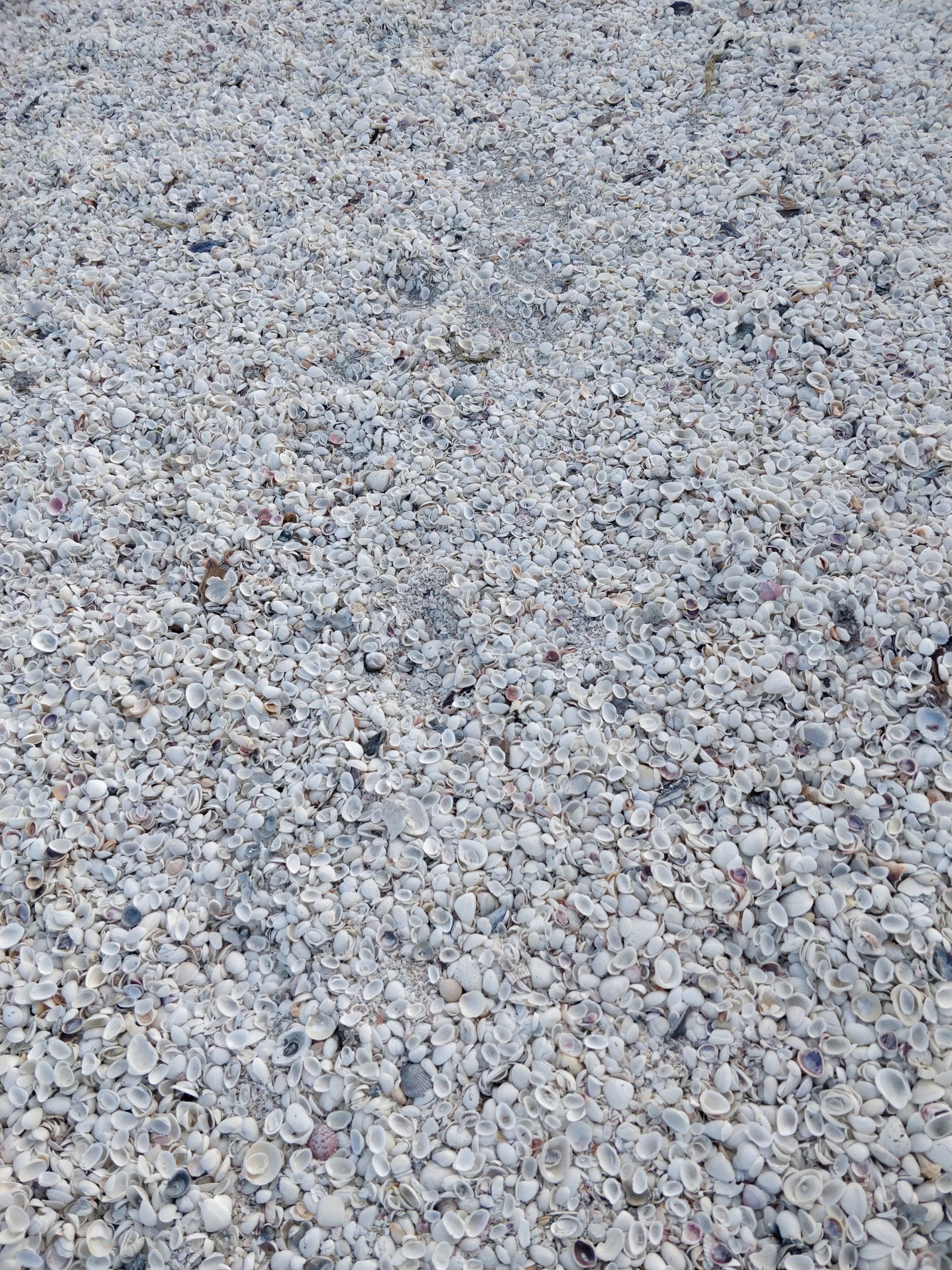 Villa Lion's Garden - Shells at Sanibel Island