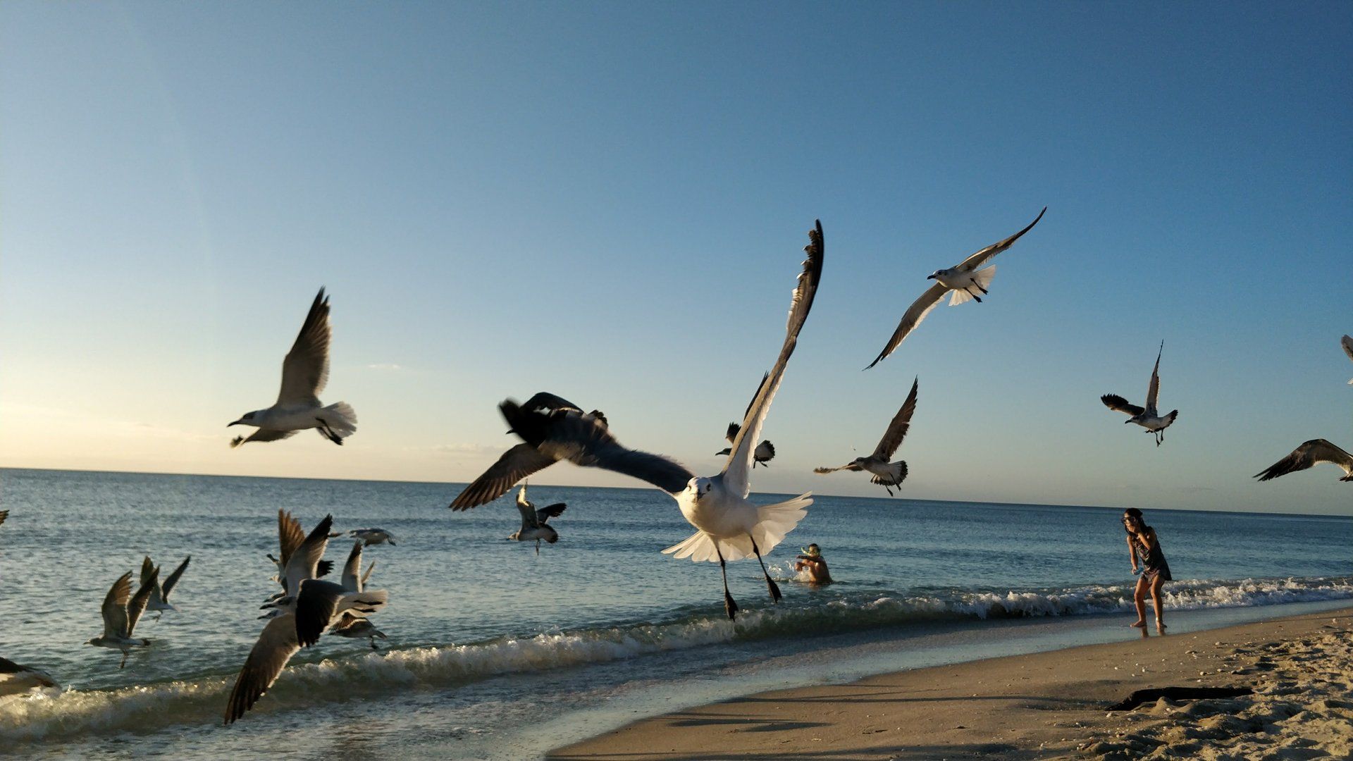 Villa Lion's Garden - Seagulls at Captiva Island