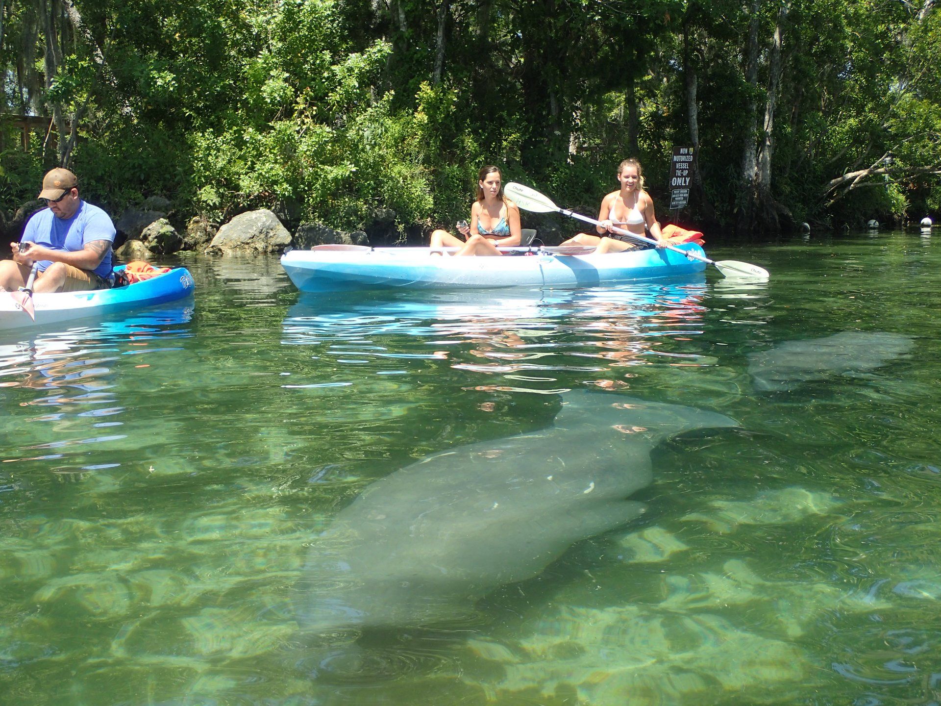 Villa Lion's Garden - Three Sisters Springs, Crystal River