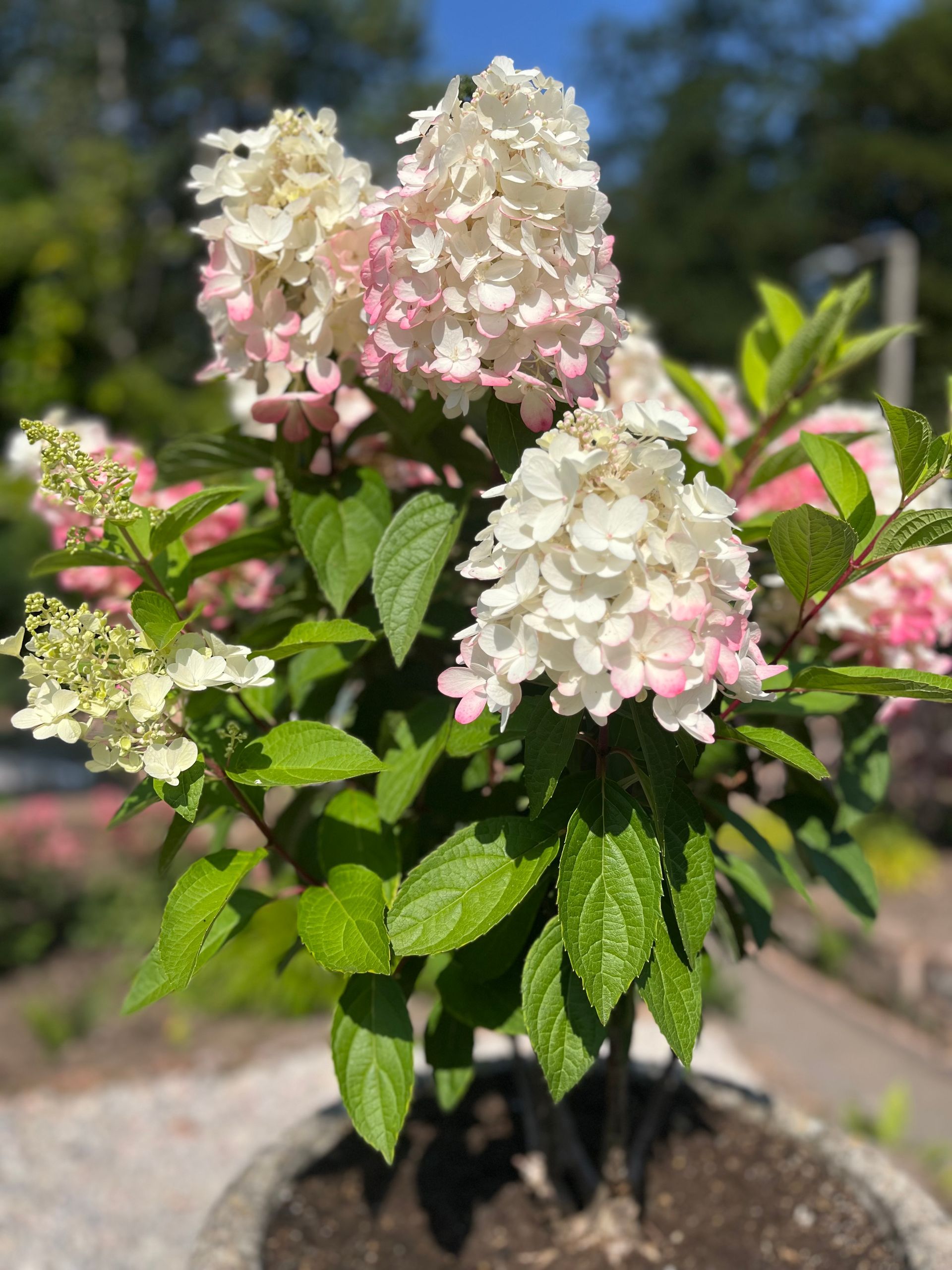 Hydrangea paniculata (Pinky Winky)