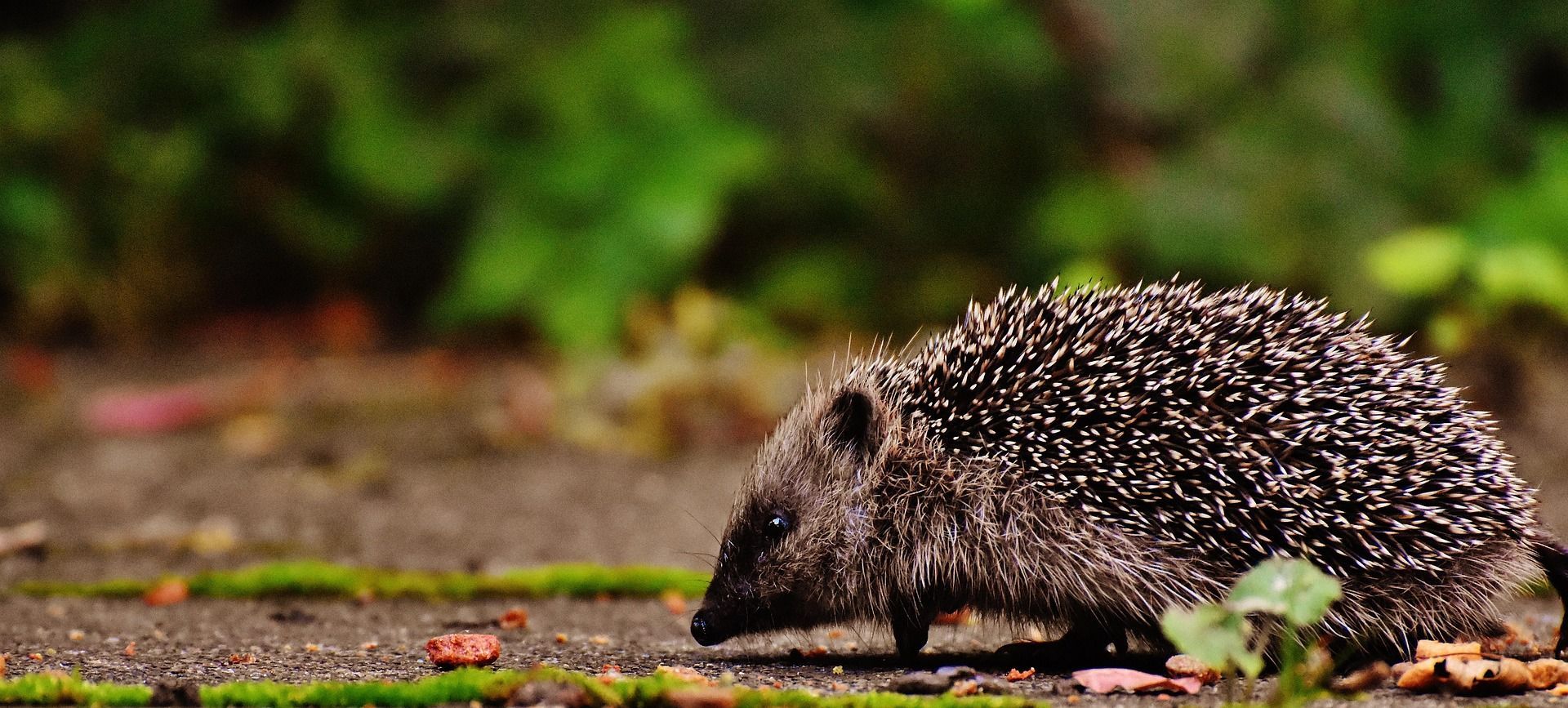 Hedgehog