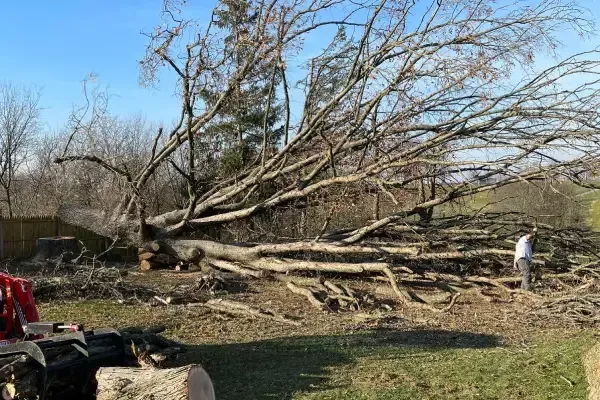 Tree care experts in Spring Grove PA providing pruning, stump grinding, and healthy tree maintenance for any property