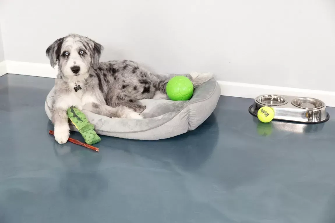 Home with a Dog Liquid Membranes Protective Coatings | Sydney, NSW | Sydney Seal Masters